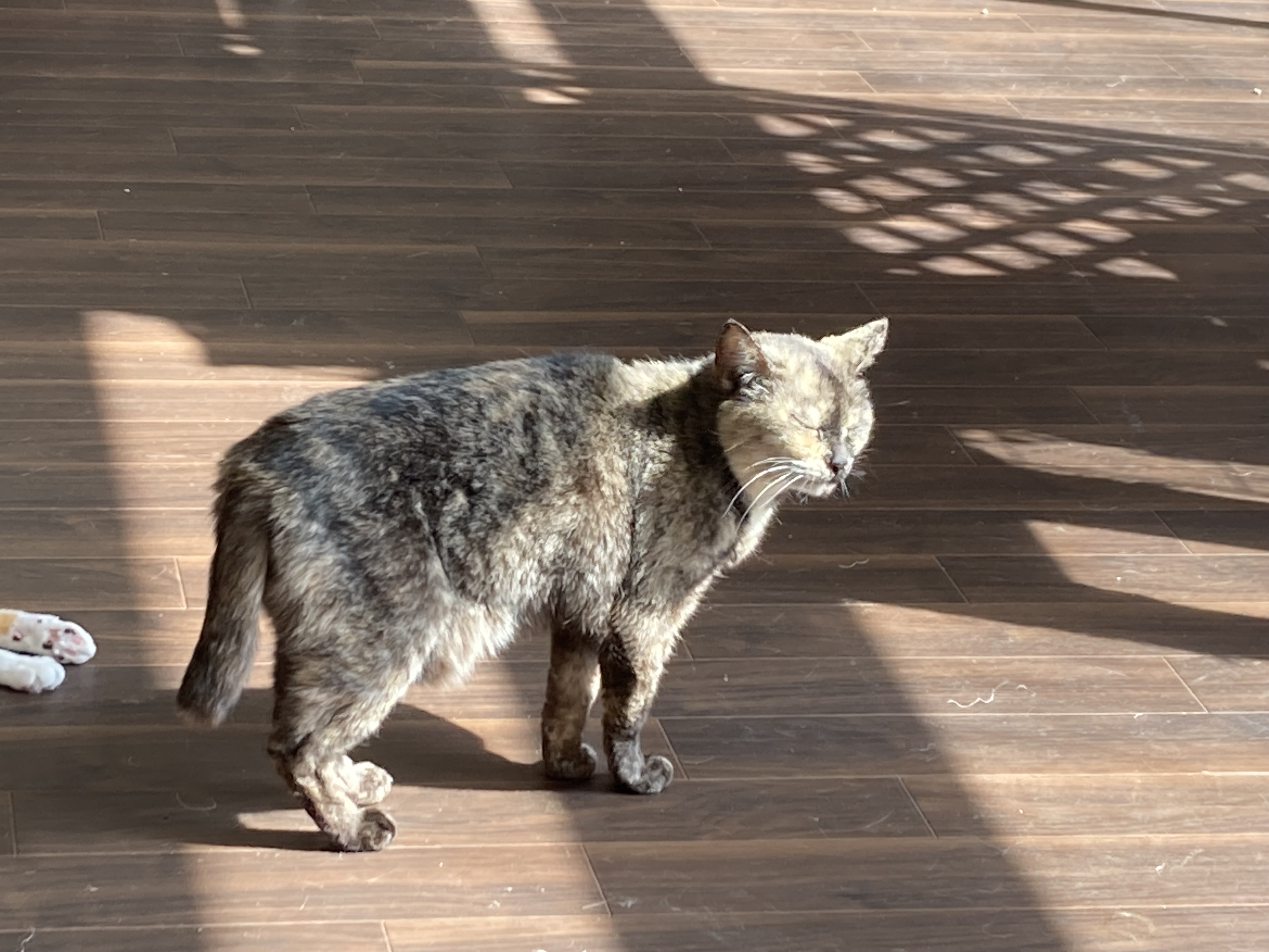 直訴するずーずちゃん | 高齢猫専門 移住受入施設｜ちびママの家