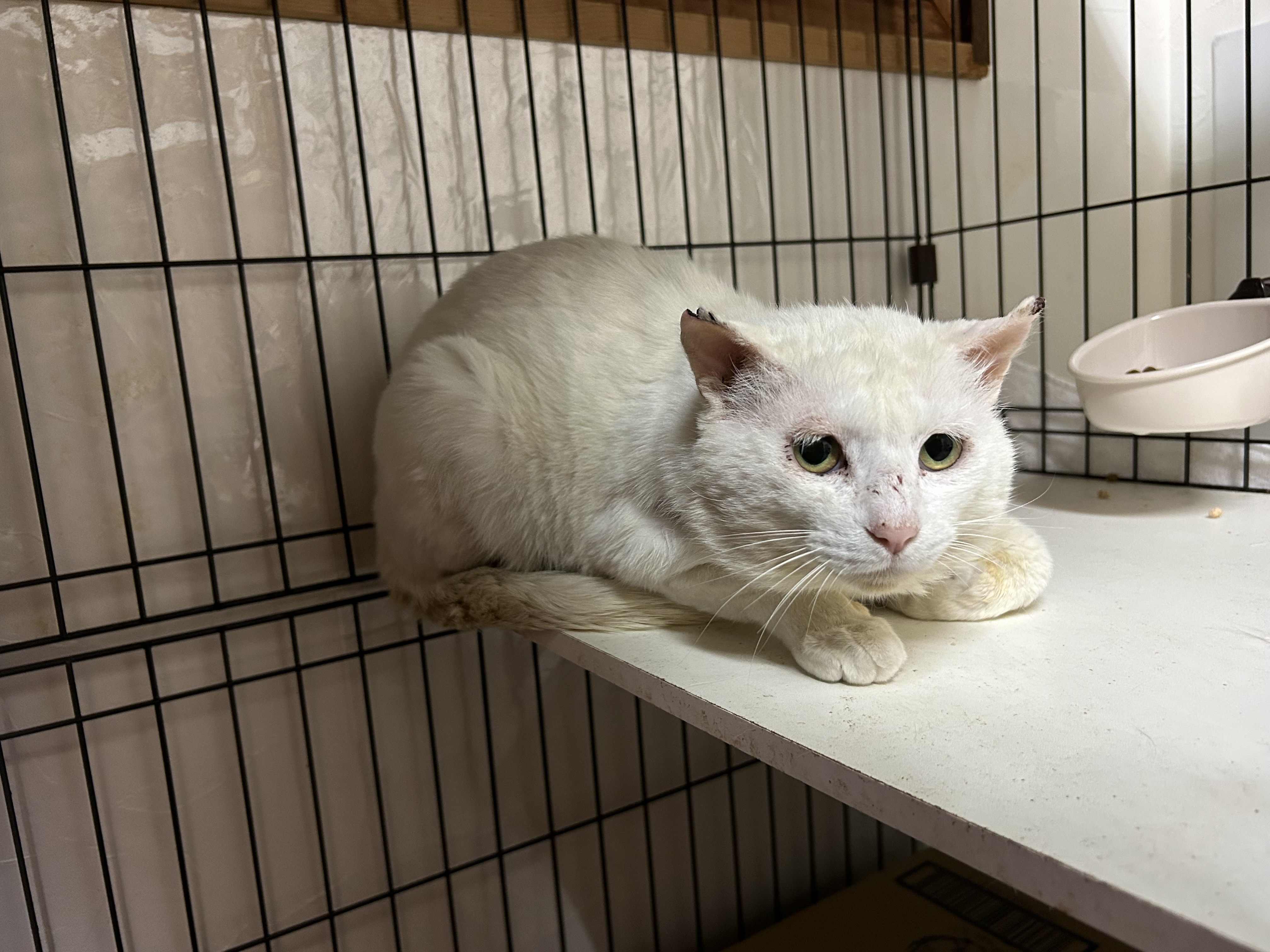 しおねこ しおねこ 猫係長 on X