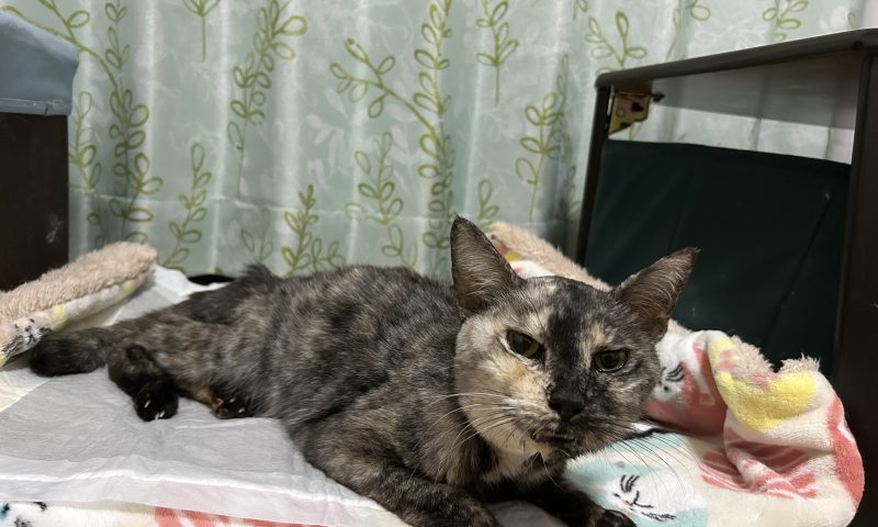 ねこママ様 4年越しの因縁の母猫、人間にまさかの頼みごとをする The mother