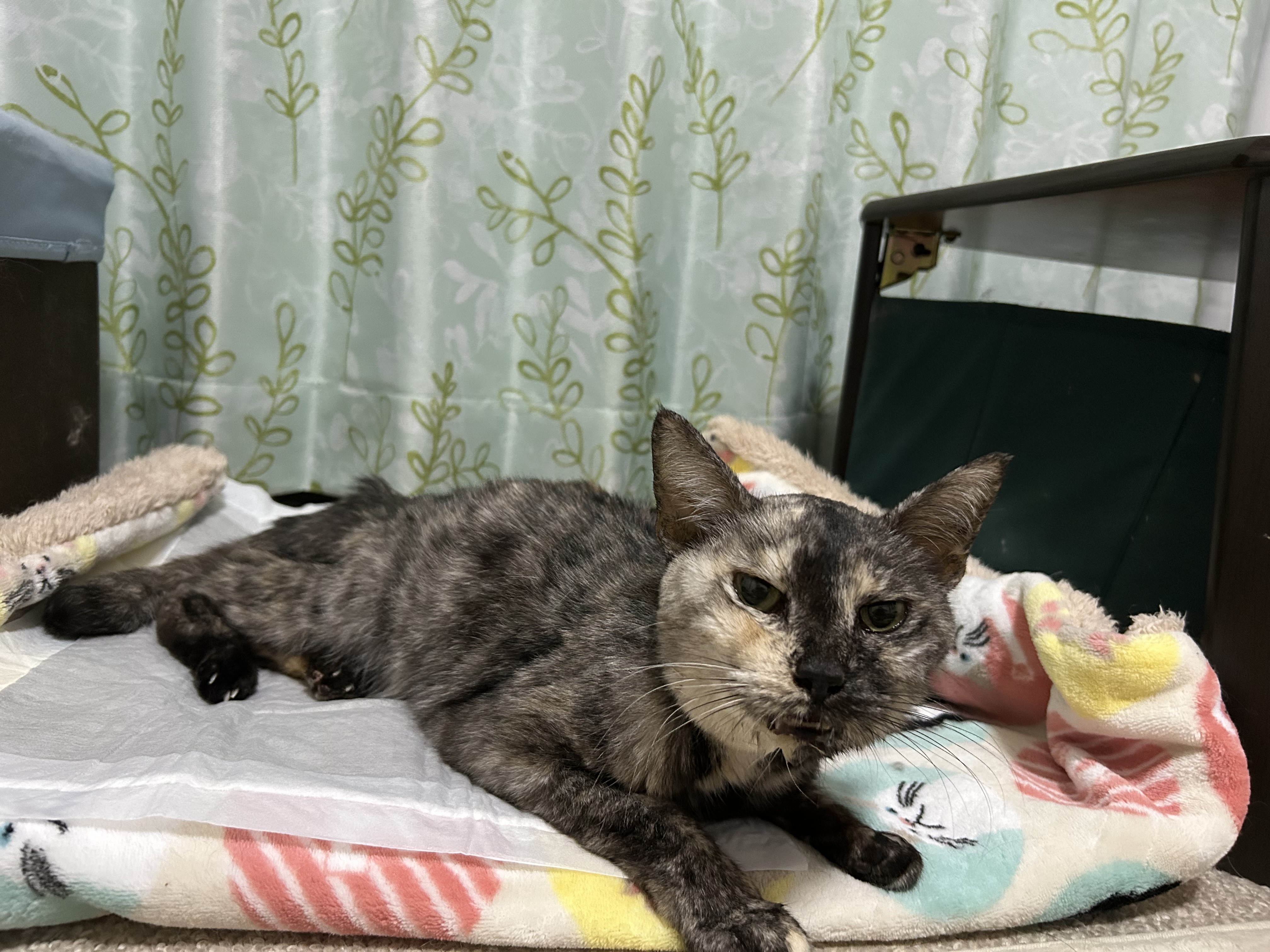 ねこママ様 mqdefault.jpg