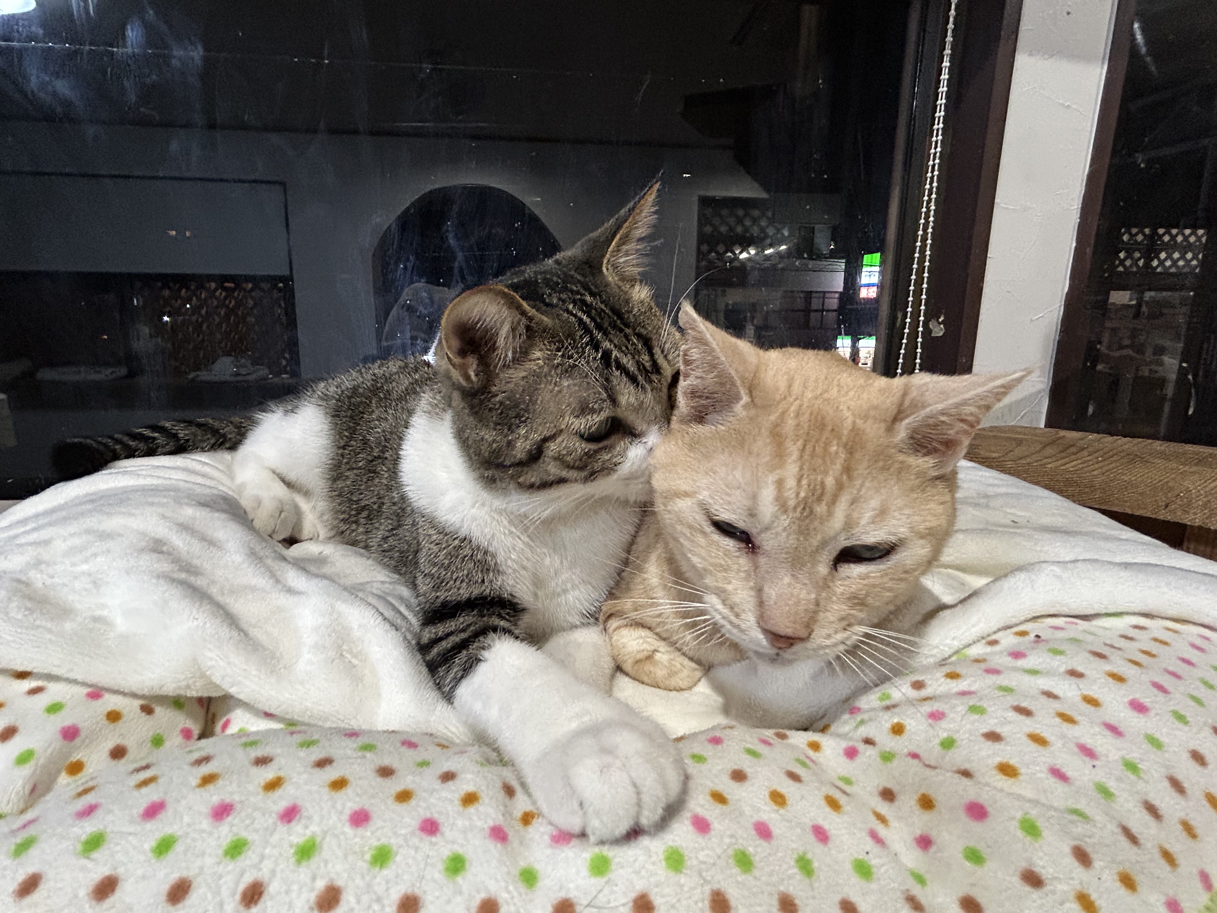 ママネコ様 まとめ4点 ママネコ様 まとめ4点 ママネコ様 まとめ4