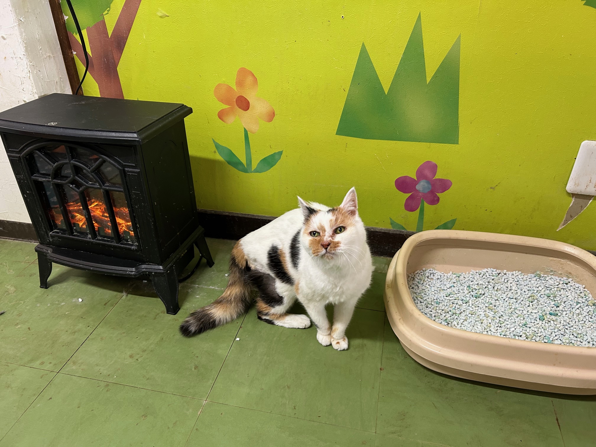 ミライの未来 | 高齢猫専門 移住受入施設｜ちびママの家